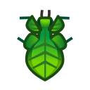 Il faut attraper cet insecte : Phyllie